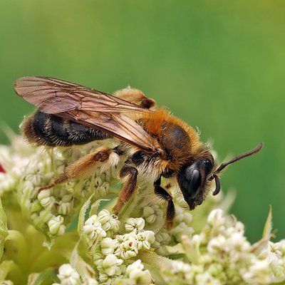 Fotografische Darstellung der Wildbiene Wald-Lockensandbiene