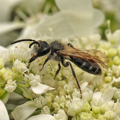 Fotografische Darstellung der Wildbiene Frühe Doldensandbiene