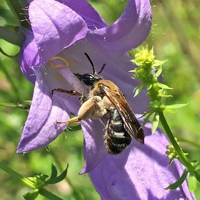 Fotografische Darstellung der Wildbiene Braune Schuppensandbiene