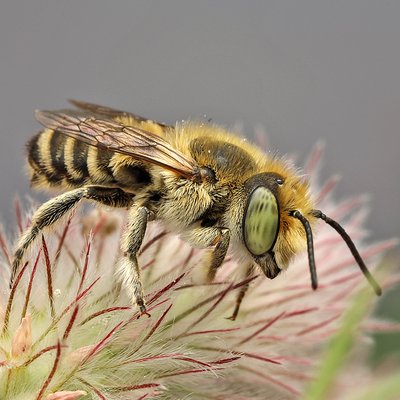 Fotografische Darstellung der Wildbiene Dünen-Blattschneiderbiene