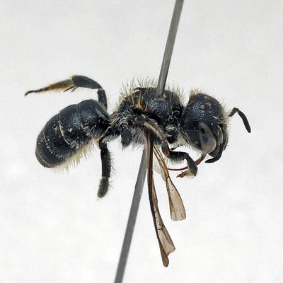 Fotografische Darstellung der Wildbiene Alant-Mauerbiene