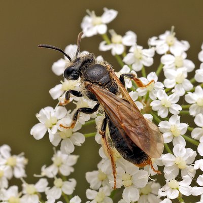 Fotografische Darstellung der Wildbiene Gelbbeinige Kielsandbiene