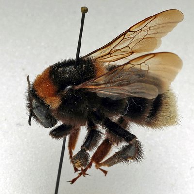 Fotografische Darstellung der Wildbiene Grubenhummel