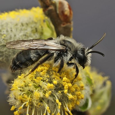 Fotografische Darstellung der Wildbiene Grauschwarze Düstersandbiene