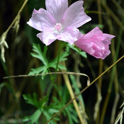 Fotografische Darstellung der Pflanze Bisam-Malve
