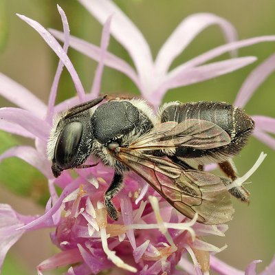 Fotografische Darstellung der Wildbiene Flockenblumen-Blattschneiderbiene