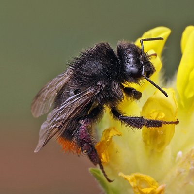 Fotografische Darstellung der Wildbiene Steinhummel