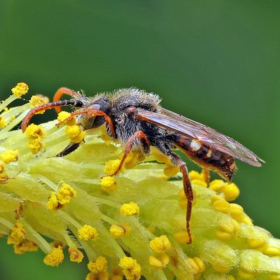 Fotografische Darstellung der Wildbiene Weißfleckige Wespenbiene
