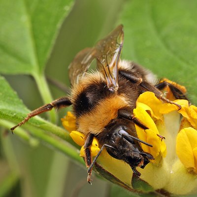 Fotografische Darstellung der Wildbiene Feldhummel