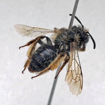 Fotografische Darstellung der Wildbiene Westalpen-Sandbiene