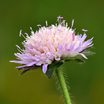 Fotografische Darstellung der Pflanze Feld-Witwenblume