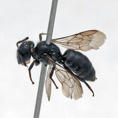 Fotografische Darstellung der Wildbiene Winzige Düsterbiene