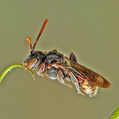 Fotografische Darstellung der Wildbiene Auen-Wespenbiene