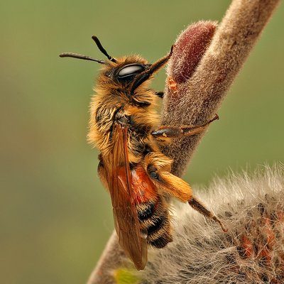 Fotografische Darstellung der Wildbiene Schwarzbeinige Rippensandbiene