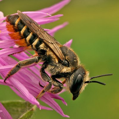 Fotografische Darstellung der Wildbiene Filzfleck-Blattschneiderbiene