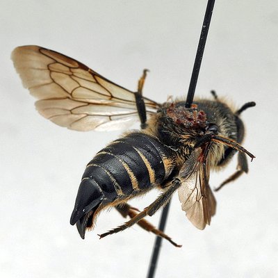 Fotografische Darstellung der Wildbiene Geflügelte Kegelbiene