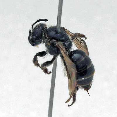 Fotografische Darstellung der Wildbiene Ungezähnte Glanzbiene