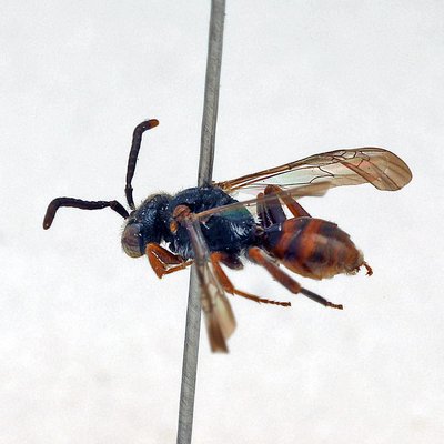 Fotografische Darstellung der Wildbiene Linsenmaiers Wespenbiene