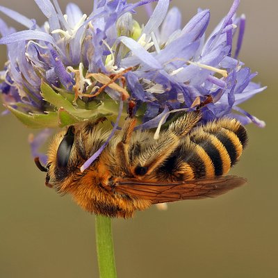 Fotografische Darstellung der Wildbiene Luzerne-Sägehornbiene