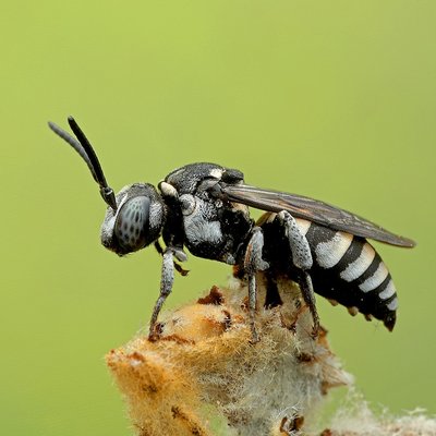 Fotografische Darstellung der Wildbiene Schwarze Filzbiene