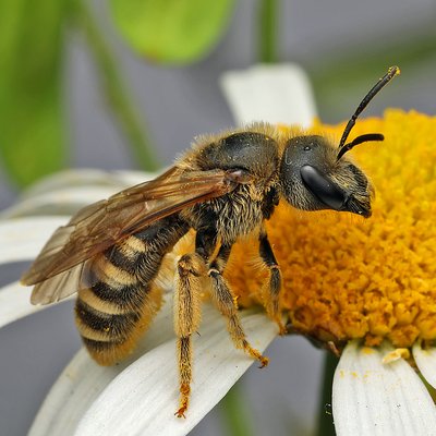 Fotografische Darstellung der Wildbiene Gelbbindige Furchenbiene