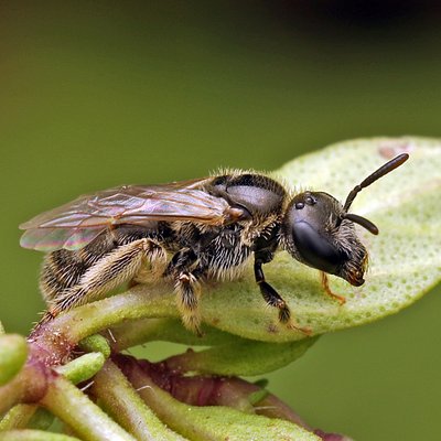 Fotografische Darstellung der Wildbiene Kurzfühler-Schmalbiene