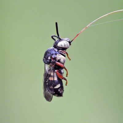 Fotografische Darstellung der Wildbiene Trockenrasen-Filzbiene