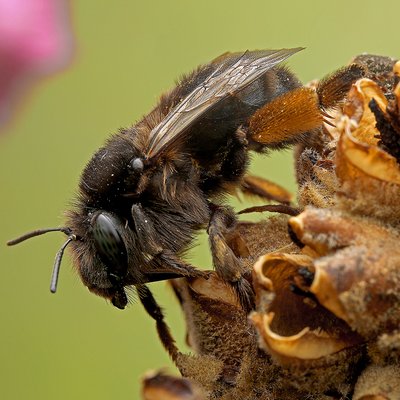Fotografische Darstellung der Wildbiene Rotbürstige Pelzbiene
