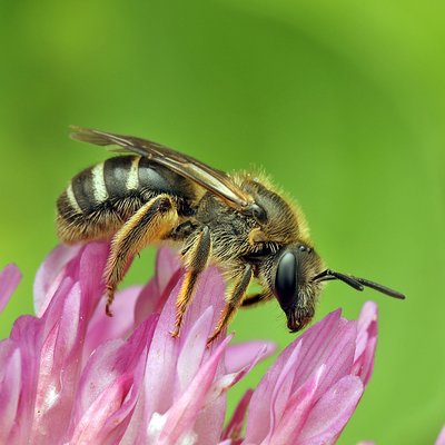Fotografische Darstellung der Wildbiene Weißbinden-Schmalbiene