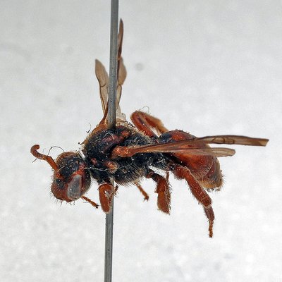 Fotografische Darstellung der Wildbiene Esparsetten-Wespenbiene