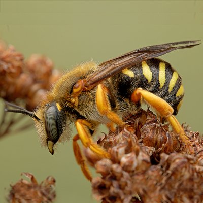 Fotografische Darstellung der Wildbiene Schneckenhaus-Wollbiene