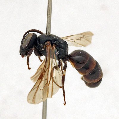 Fotografische Darstellung der Wildbiene Sandrasen-Maskenbiene