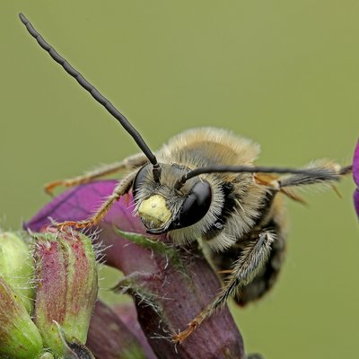 Fotografische Darstellung der Wildbiene Wicken-Langhornbiene