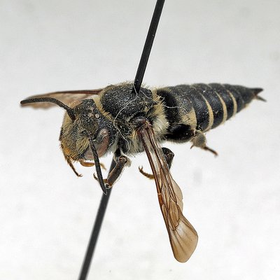 Fotografische Darstellung der Wildbiene Unbewehrte Kegelbiene