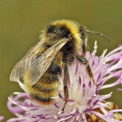 Fotografische Darstellung der Wildbiene Gelbliche Kuckuckshummel