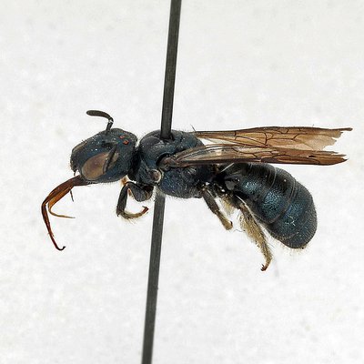 Fotografische Darstellung der Wildbiene Ganzlose Keulhornbiene