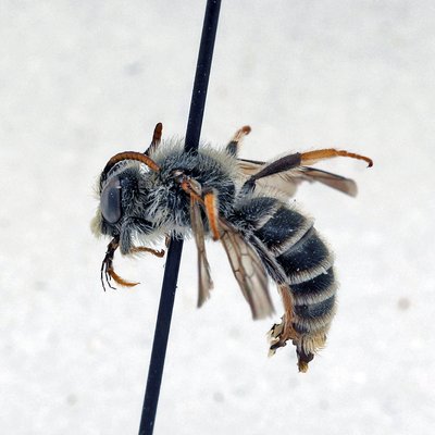 Fotografische Darstellung der Wildbiene Luzerne-Graubiene