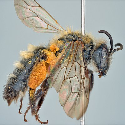 Fotografische Darstellung der Wildbiene Breitrandige Lockensandbiene
