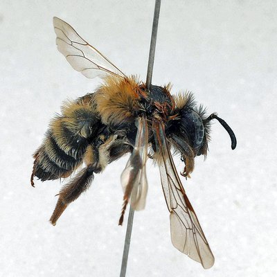 Fotografische Darstellung der Wildbiene Alpen-Herbstsandbiene