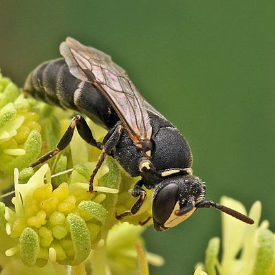 Fotografische Darstellung der Wildbiene Reseden-Maskenbiene