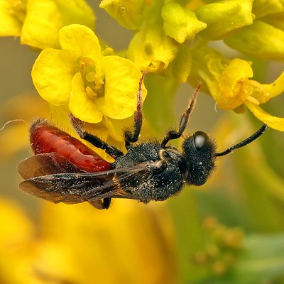 Fotografische Darstellung der Wildbiene Schwarzhaarige Blutbiene
