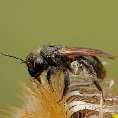 Fotografische Darstellung der Wildbiene Schwarze Köhlersandbiene