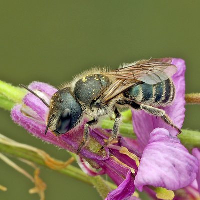 Fotografische Darstellung der Wildbiene Blaue Mauerbiene