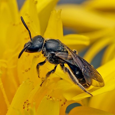 Fotografische Darstellung der Wildbiene Mittlere Schmalbiene