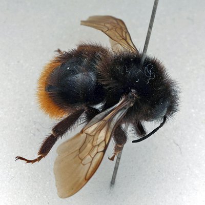 Fotografische Darstellung der Wildbiene Vierfarbige Kuckuckshummel