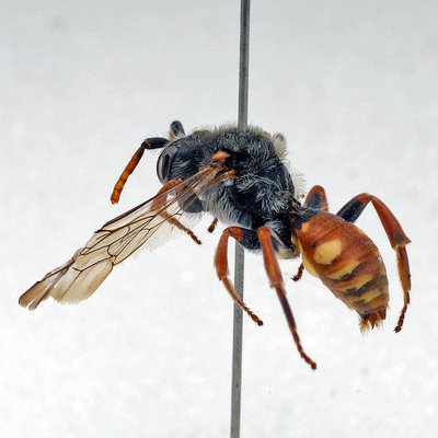 Fotografische Darstellung der Wildbiene Bedornte Wespenbiene