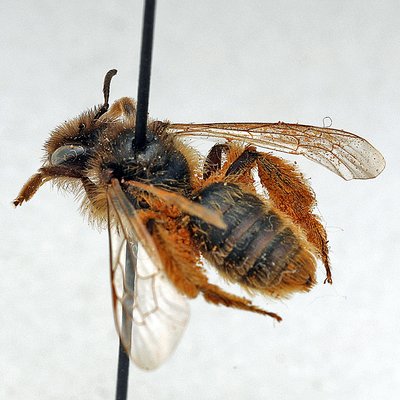 Fotografische Darstellung der Wildbiene Löwenzahn-Dörnchensandbiene