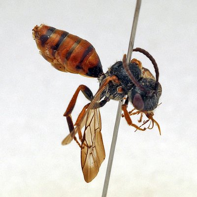 Fotografische Darstellung der Wildbiene Ähnliche Wespenbiene