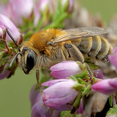 Fotografische Darstellung der Wildbiene Heidekraut-Herbstsandbiene