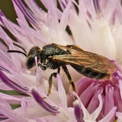 Fotografische Darstellung der Wildbiene Glanzrücken-Zwergsandbiene